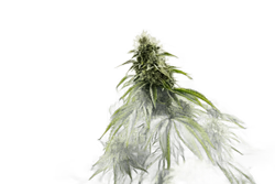 Výhodný balíček 5 druhů CBD květy (5g)