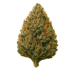 THC-x květy OG Kush