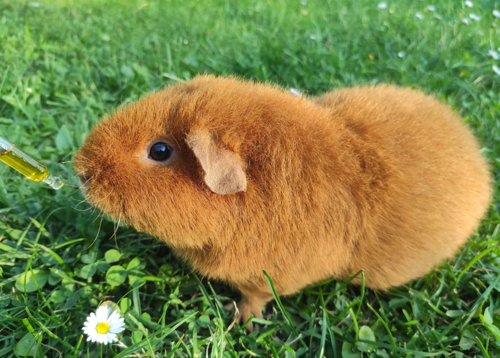 CBD and guinea pig animals